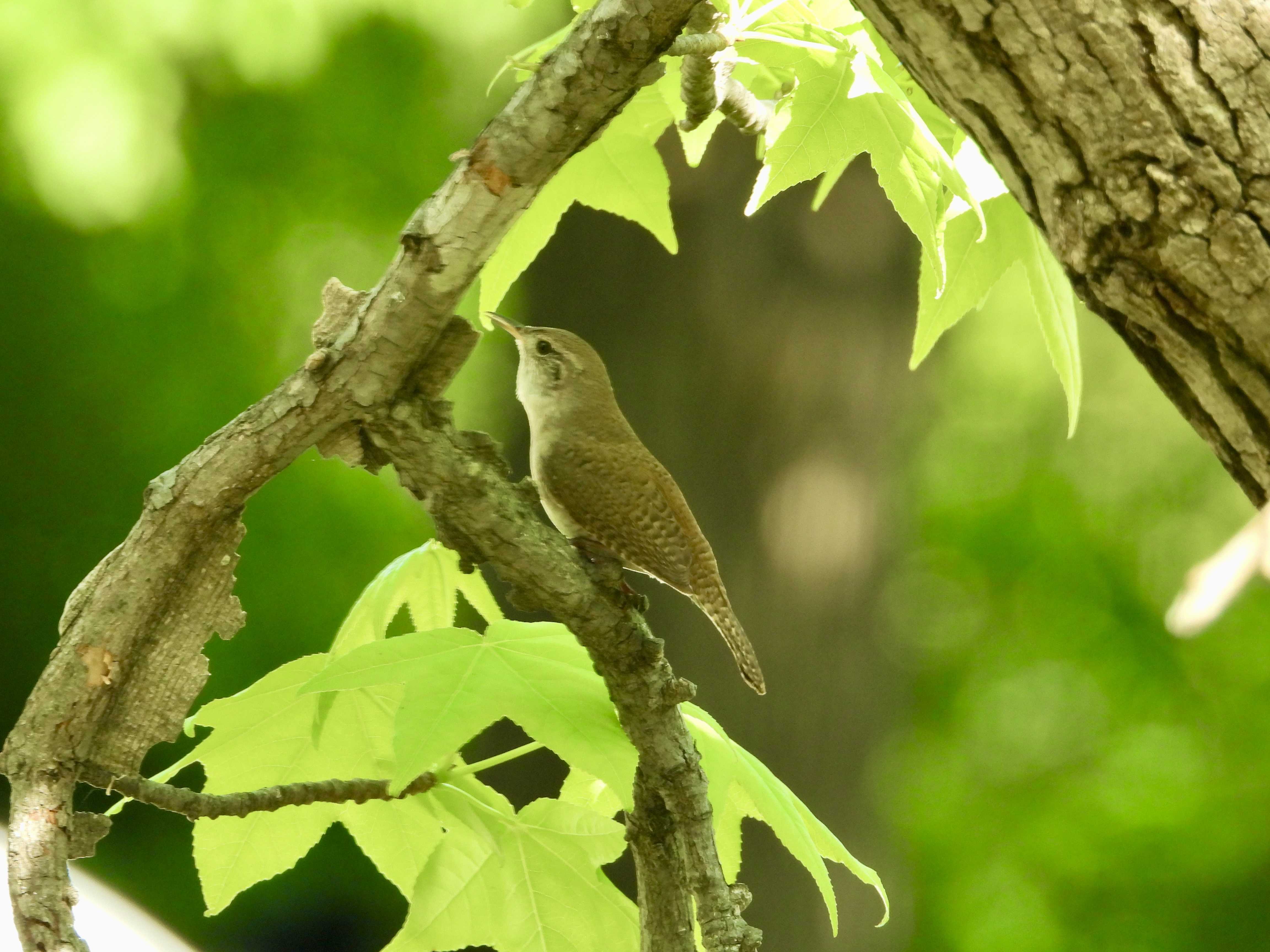 Carolina Wren